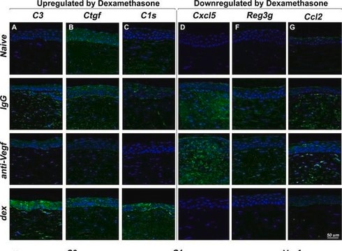 Goat Anti-Mouse IgG Antibody, (H+L) HRP conjugate 1&#160;mg/mL, Chemicon&#174;