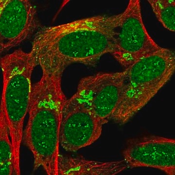 Anti-MYRIP antibody produced in rabbit Prestige Antibodies&#174; Powered by Atlas Antibodies, affinity isolated antibody, buffered aqueous glycerol solution