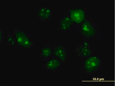 Anti-TTLL6 antibody produced in mouse IgG fraction of antiserum, buffered aqueous solution