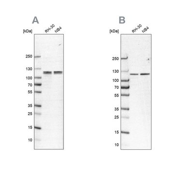 Anti-CAPRIN1 antibody produced in rabbit Prestige Antibodies&#174; Powered by Atlas Antibodies, affinity isolated antibody