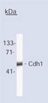 Anti-Cdh1 (Ab-2) Mouse mAb (DH01) liquid, clone DH01, Calbiochem&#174;