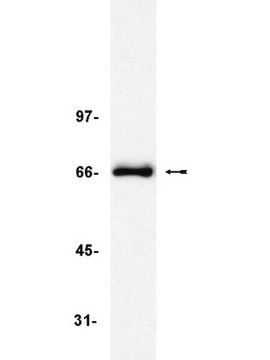 Anti-TRF2 Antibody, clone 4A794 clone 4A794, Upstate&#174;, from mouse