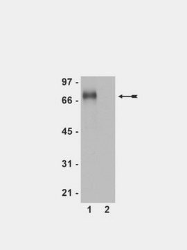 Anti-phospho-Flt-1 (Tyr1213) Antibody Upstate&#174;, from rabbit