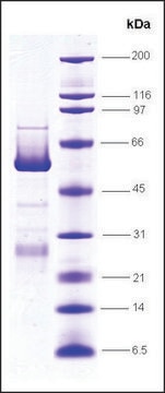 PPAR &#947;, ligand binding domain (204-477), GST tagged human recombinant, expressed in E. coli, &#8805;80% (SDS-PAGE)