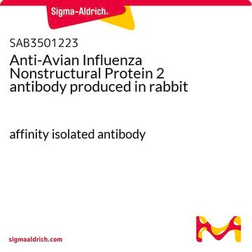 Anti-Avian Influenza Nonstructural Protein 2 antibody produced in rabbit affinity isolated antibody