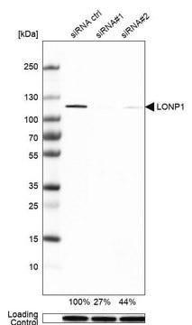 Anti-LONP1 antibody produced in rabbit Ab2, Prestige Antibodies&#174; Powered by Atlas Antibodies, affinity isolated antibody, buffered aqueous glycerol solution