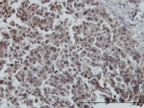 ANTI-FOXO3A antibody produced in mouse clone 4E8, purified immunoglobulin, buffered aqueous solution