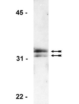 Anti-Histone H1 Antibody, clone AE-4 clone AE-4, Upstate&#174;, from mouse