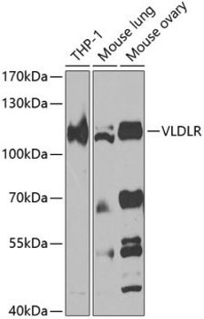 Anti-VLDLR antibody produced in rabbit