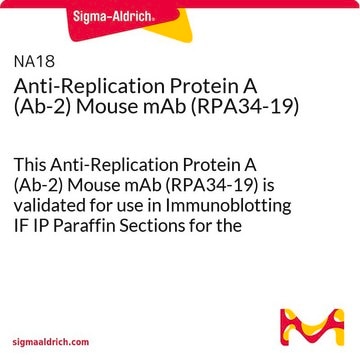 Anti-Replication Protein A (Ab-2) Mouse mAb (RPA34-19) This Anti-Replication Protein A (Ab-2) Mouse mAb (RPA34-19) is validated for use in Immunoblotting IF IP Paraffin Sections for the detection of Replication Protein A (Ab-2).