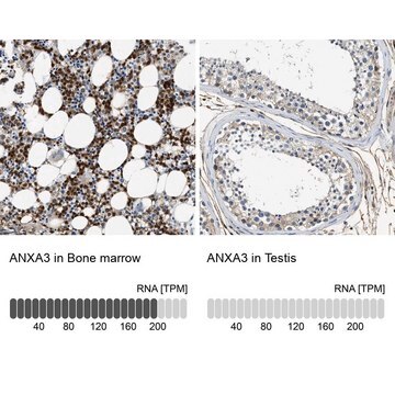 Anti-ANXA3 antibody produced in rabbit Prestige Antibodies&#174; Powered by Atlas Antibodies, affinity isolated antibody, buffered aqueous glycerol solution