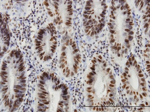 Monoclonal Anti-HDAC1 antibody produced in mouse clone 5C11, purified immunoglobulin, buffered aqueous solution