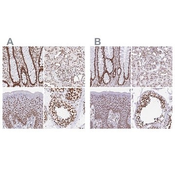 Anti-EWSR1 antibody produced in rabbit Prestige Antibodies&#174; Powered by Atlas Antibodies, affinity isolated antibody, buffered aqueous glycerol solution