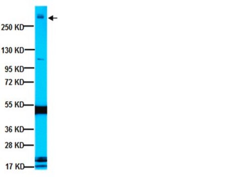 Anti-MAP2A Antibody, AP20 ascites fluid, clone AP20, Chemicon&#174;