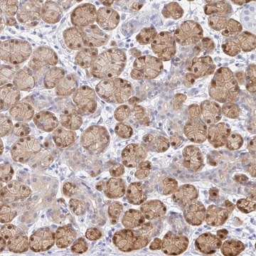 Anti-PPP1R1B antibody produced in rabbit Prestige Antibodies&#174; Powered by Atlas Antibodies, affinity isolated antibody, buffered aqueous glycerol solution