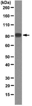 Anti-REP-1 Antibody, clone 2F1 clone 2F1, from mouse