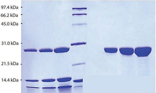 Chymotrypsin from human pancreas &#8805;95% (SDS-PAGE)