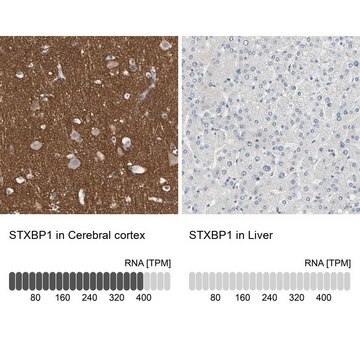 Anti-STXBP1 antibody produced in rabbit affinity isolated antibody, buffered aqueous glycerol solution