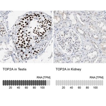 Anti-TOP2A antibody produced in rabbit Prestige Antibodies&#174; Powered by Atlas Antibodies, affinity isolated antibody, buffered aqueous glycerol solution, Ab1