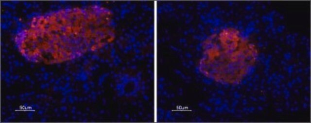 Anti-P2X7 Purinergic Receptor antibody produced in rabbit affinity isolated antibody, lyophilized powder