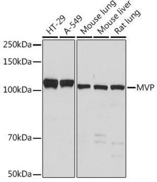 Anti-MVP antibody produced in rabbit