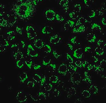 BioTracker 520 Green Hypoxia Dye Live cell imaging dye for hypoxia that increases in fluorescence intensity with decreasing oxygen levels.