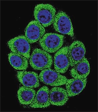 MONOCLONAL ANTI-NUCL antibody produced in mouse clone 130CT43.8.5, IgG fraction of antiserum, buffered aqueous solution