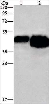 Anti-OVAL antibody produced in rabbit affinity isolated antibody