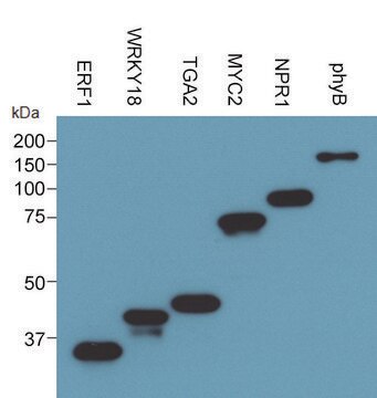 Next Generation Cell Free Protein Expression Kit (Wheat Germ) An Eukaryotic Cell Free Protein Expression system (CFPE/CFPS) with High Yield and Excellent Scalability, 50 reactions