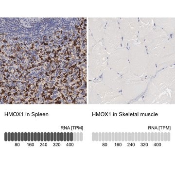 Anti-HMOX1 antibody produced in rabbit Prestige Antibodies&#174; Powered by Atlas Antibodies, affinity isolated antibody, buffered aqueous glycerol solution