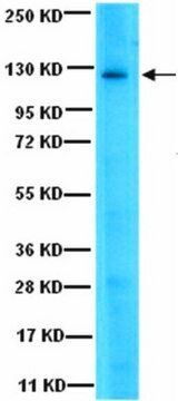 Anti-JAK3 Antibody serum, from rabbit