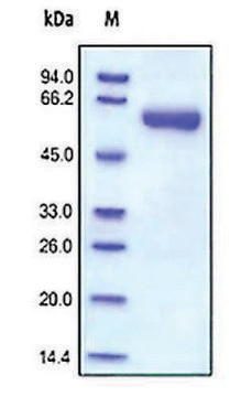 MMP-2 human recombinant, expressed in HEK 293 cells, &#8805;92% (SDS-PAGE)