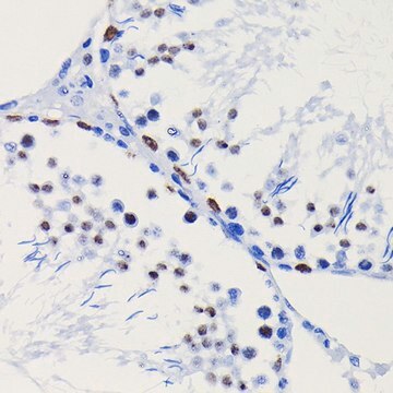 Anti- HDAC1 antibody produced in rabbit