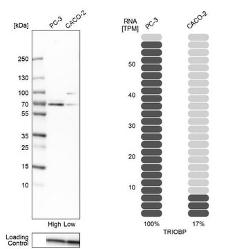 Anti-TRIOBP antibody produced in rabbit Prestige Antibodies&#174; Powered by Atlas Antibodies, affinity isolated antibody, buffered aqueous glycerol solution