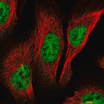 Anti-PCGF3 antibody produced in rabbit Prestige Antibodies&#174; Powered by Atlas Antibodies, affinity isolated antibody