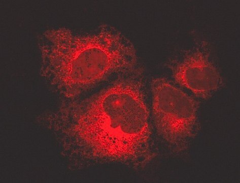 LentiBrite Calreticulin-RFP-KDEL Lentiviral Biosensor