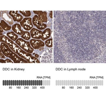 Anti-DDC antibody produced in rabbit Prestige Antibodies&#174; Powered by Atlas Antibodies, affinity isolated antibody, buffered aqueous glycerol solution