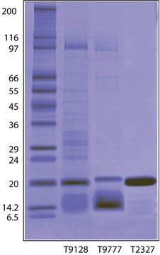 Trypsin Inhibitor from Glycine max (soybean) BioUltra, lyophilized powder, &#8805;95% (Kunitz inhibitor, SDS-PAGE)