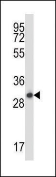 ANTI-STX17 (N-TERM) antibody produced in rabbit IgG fraction of antiserum, buffered aqueous solution