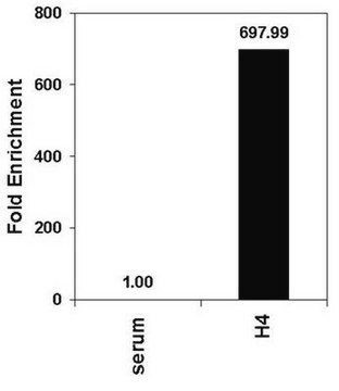 ChIPAb+ Acetyl-Histone H4 - ChIP Validated Antibody and Primer Set serum, from rabbit