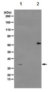 Anti-phospho-Cdk1 (Thr14, Tyr15)Antibody, clone CP3.2 clone CP3.2, from mouse