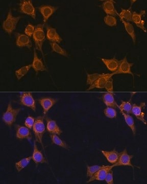 Anti- CD133 antibody produced in rabbit