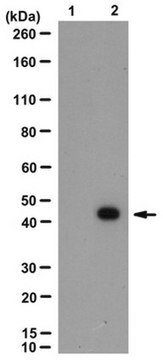 Anti-phospho-MAPK 1/2 (Thr203/Ty205) Antibody, clone 14B9.1 clone 14B9.1, from mouse