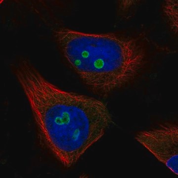 Anti-RETSAT antibody produced in rabbit Prestige Antibodies&#174; Powered by Atlas Antibodies, affinity isolated antibody