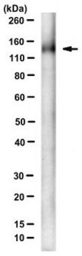 Anti-SCAP Antibody, clone 2G10