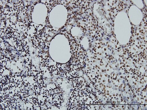 Monoclonal Anti-STAG2 antibody produced in mouse clone 3C6, purified immunoglobulin, buffered aqueous solution