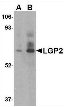 Anti-LGP2 antibody produced in rabbit affinity isolated antibody, buffered aqueous solution