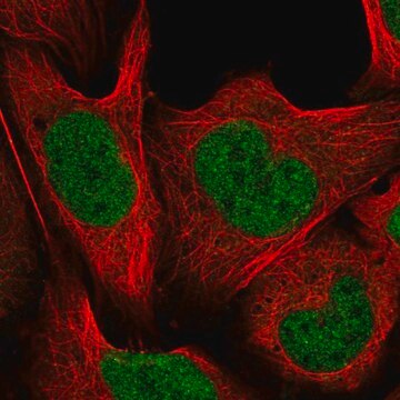 Anti-CUL4B antibody produced in rabbit Prestige Antibodies&#174; Powered by Atlas Antibodies, affinity isolated antibody