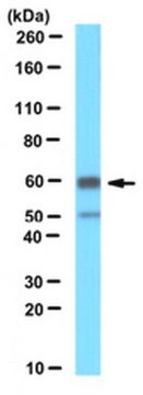 Anti-Pex14 (peroxisomal membrane marker) Antibody serum, from rabbit