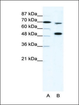 Anti-MLL4 antibody produced in rabbit IgG fraction of antiserum